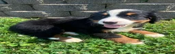Bernese Mountain Dog dogs for sale: Daisy - Ad 6
