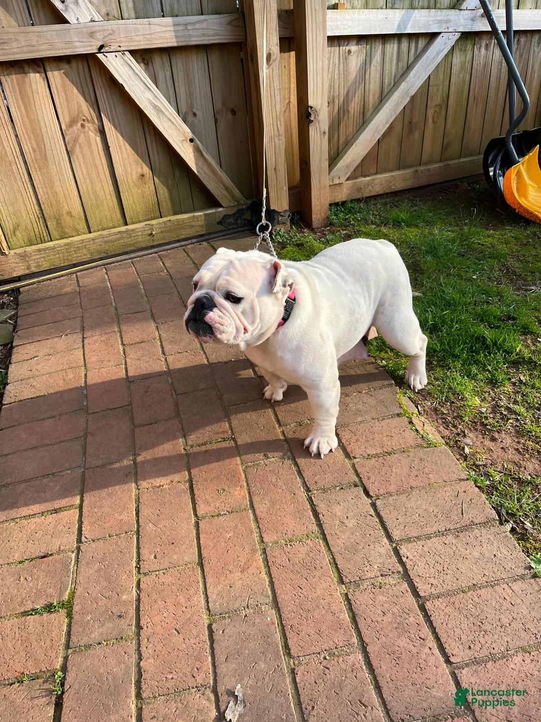 English Bulldog dogs for sale: English Bulldog Puppy 1 - Ad 1