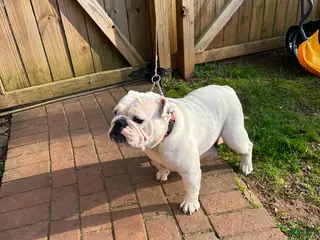 English Bulldog dogs English Bulldog Puppy 1 - Ad 12