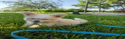 Pomapoo dogs for sale: Pomapoo 1 - Ad 5