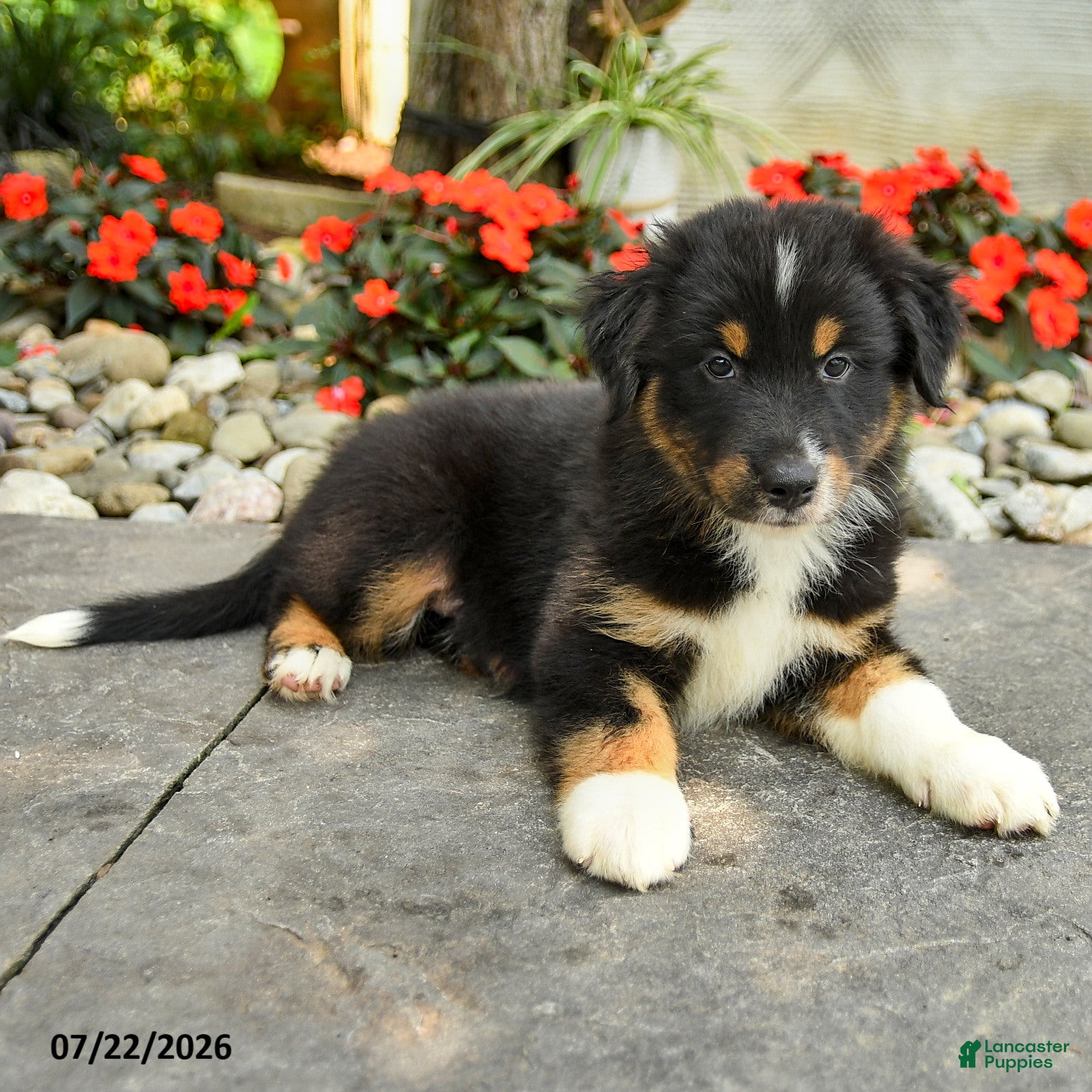 Australian Shepherd dogs Amir - Ad 2