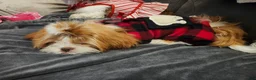 Shih Tzu dogs for sale: Shih Tzu 1 - Ad 3