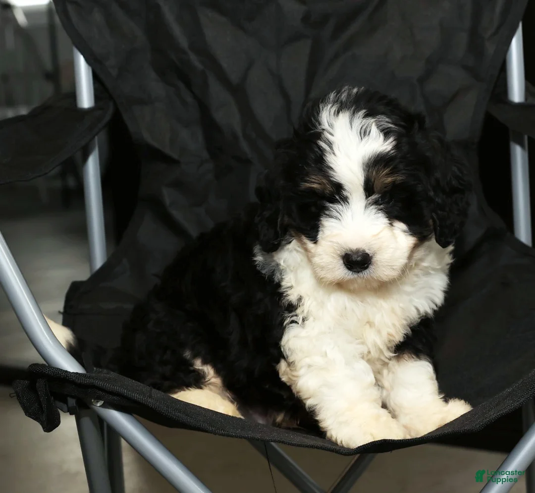 Mini Bernedoodle dogs for sale: Thor - Ad 7