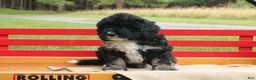 Mini Bernedoodle dogs for sale: Bruno - Ad 4