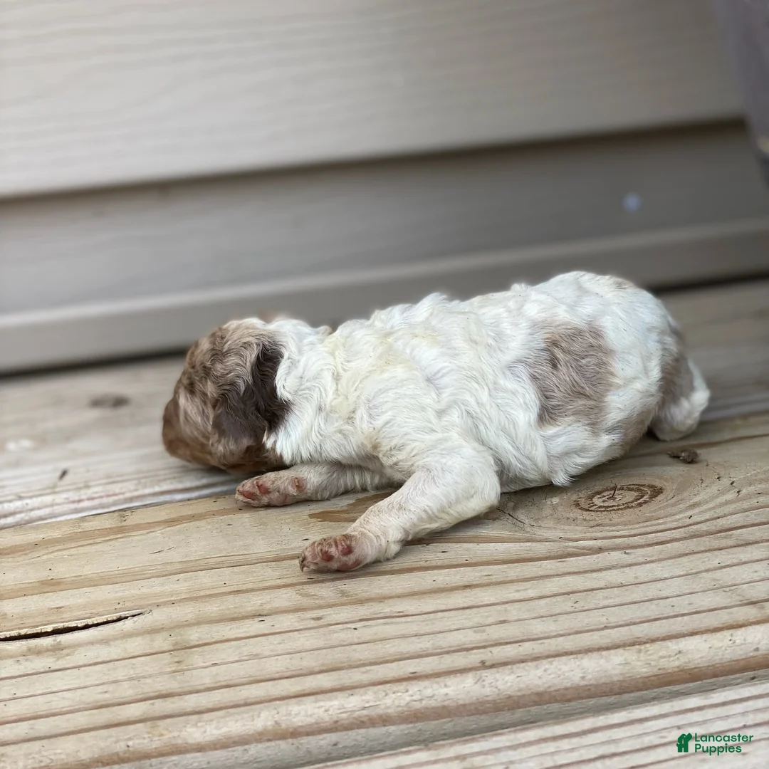 Standard Poodle dogs for sale: Snickers - Ad 2