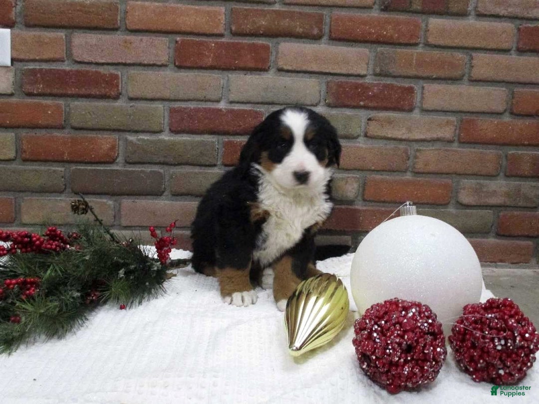 Bernese Mountain Dog dogs for sale: Megan - Ad 1