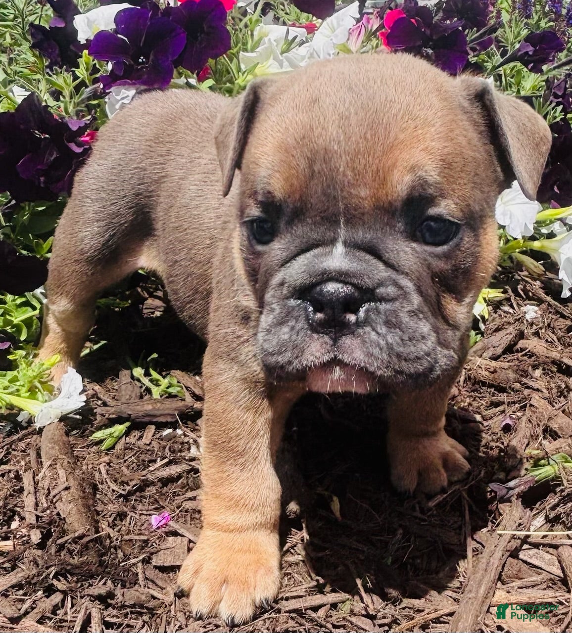 English Bulldog dogs Chewy  - Ad 2
