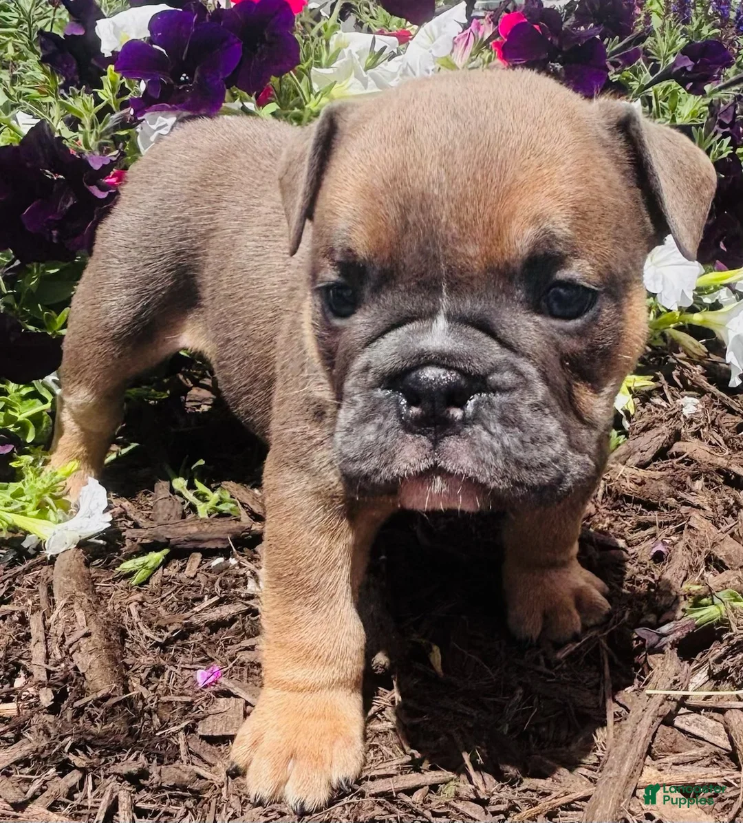 English Bulldog dogs for sale: Chewy  - Ad 2