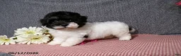 Havanese dogs for sale: Sugar - Ad 4