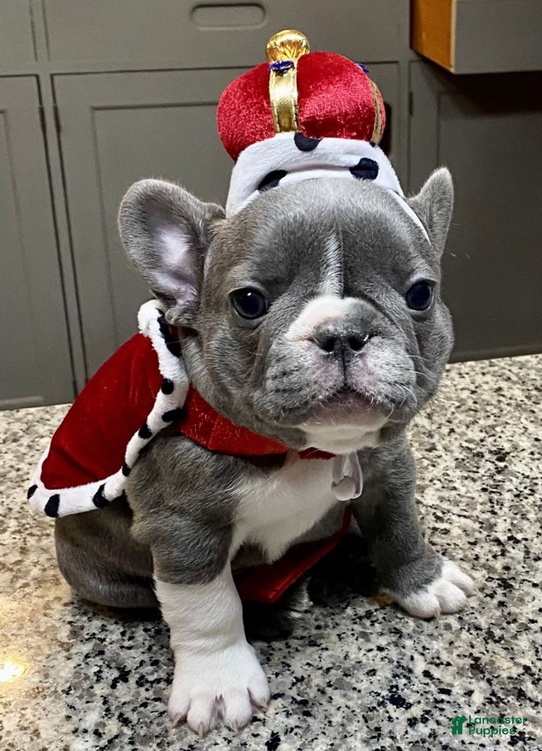 Gallery Image {{count}}