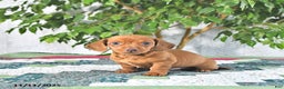 Miniature Dachshund dogs for sale: Andy - Ad 1