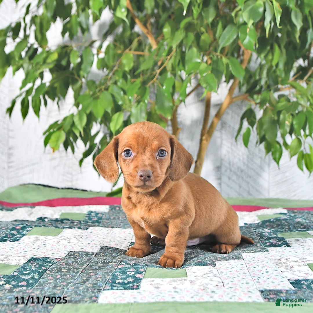 Miniature Dachshund dogs for sale: Andy - Ad 1