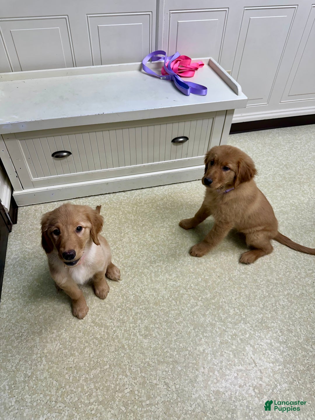 Golden Retriever dogs for sale: Golden Retriever Dark Pink Girl - Ad 55