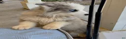 Alaskan Malamute dogs for sale: Mixed Breed Puppy 1 - Ad 4