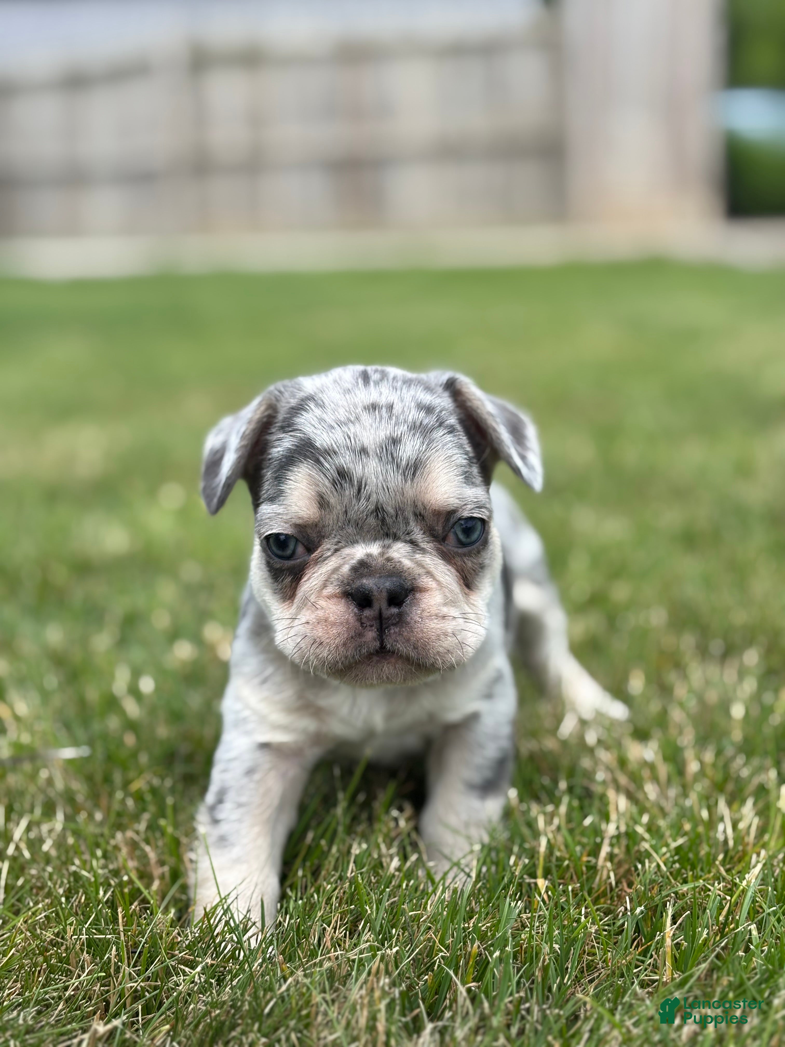 French Bulldog dogs Oliver - Ad 2