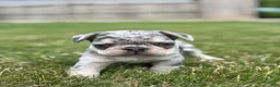 French Bulldog dogs for sale: Oliver - Ad 2