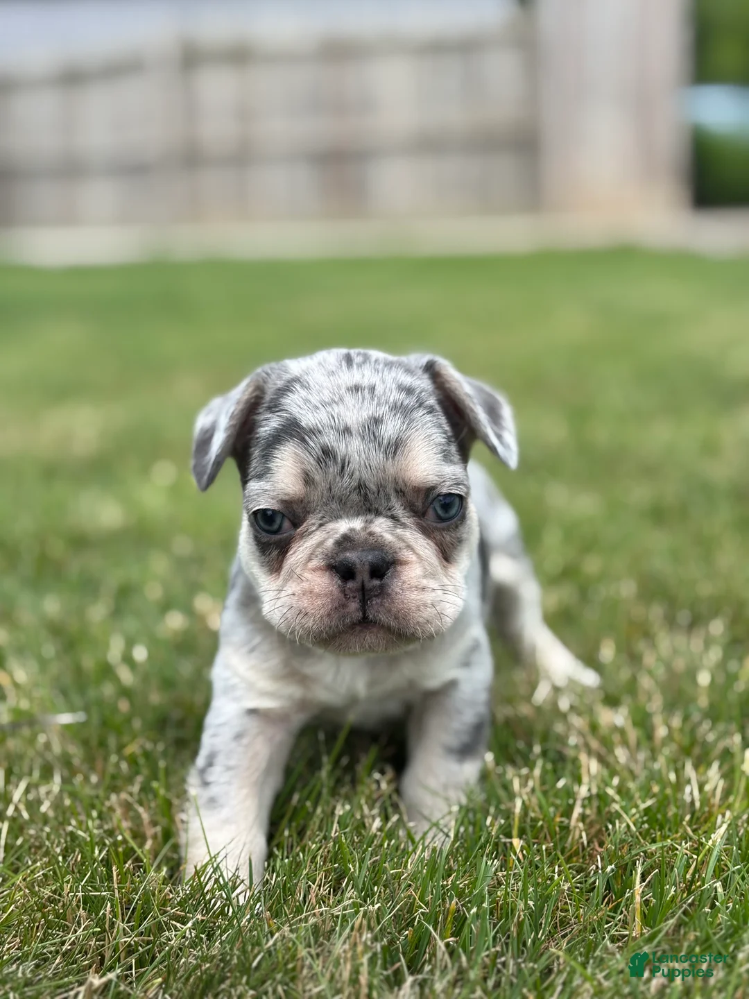 French Bulldog dogs for sale: Oliver - Ad 2