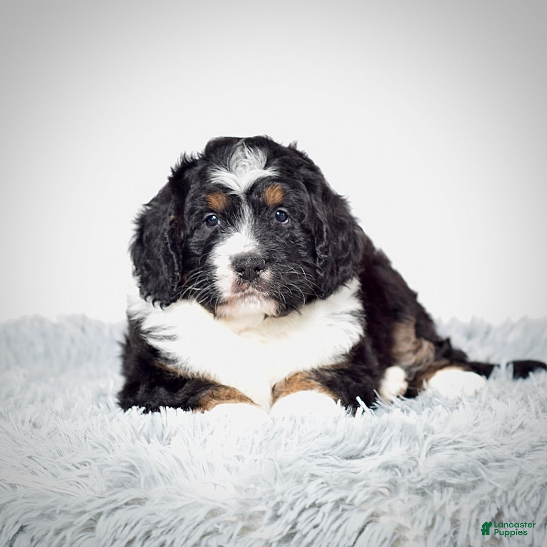 Bernedoodle dogs for sale: Ms. Sabrina - Ad 3