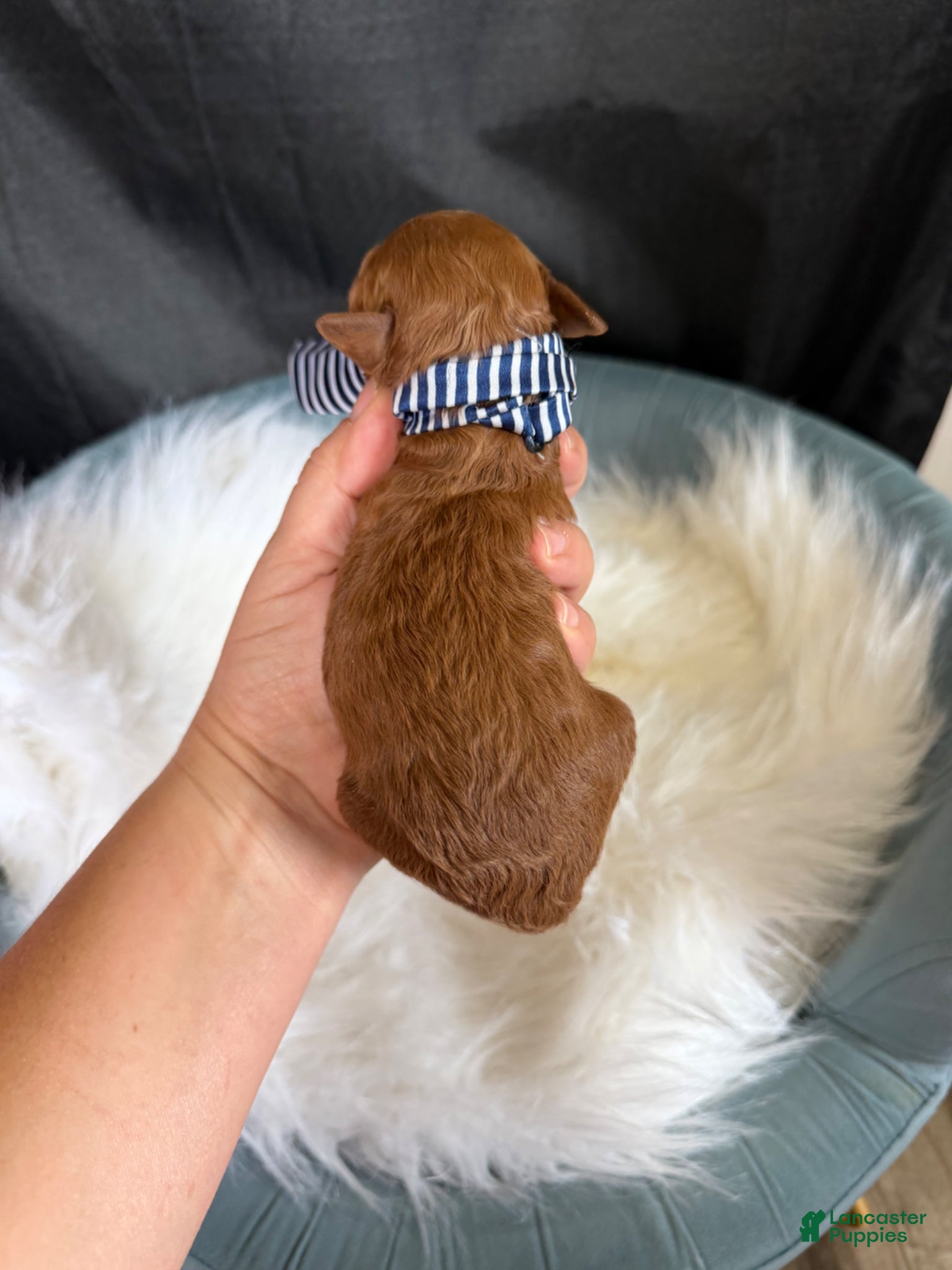 Toy Poodle dogs for sale: Akc Bred the Color Red Boy - Ad 12