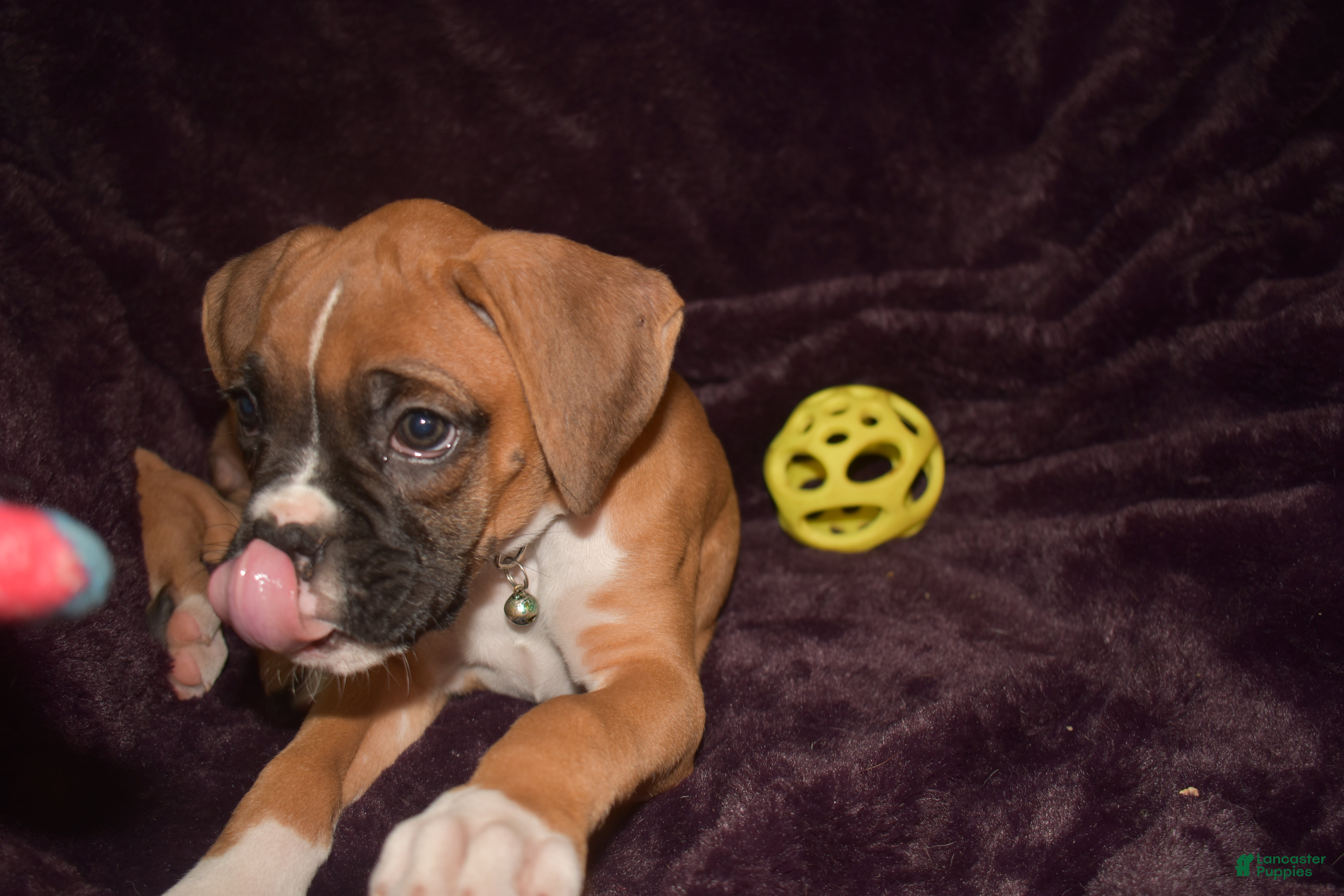 Boxer dogs Izzie_Female - Ad 2