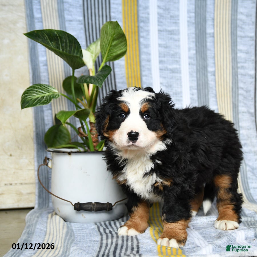 Bernese Mountain Dog dogs Bruno - Ad 23