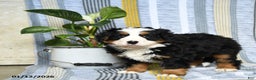 Bernese Mountain Dog dogs for sale: Bruno - Ad 1