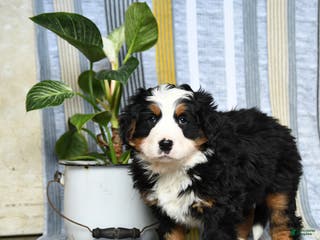 Bernese Mountain Dog dogs Bruno - Ad 33