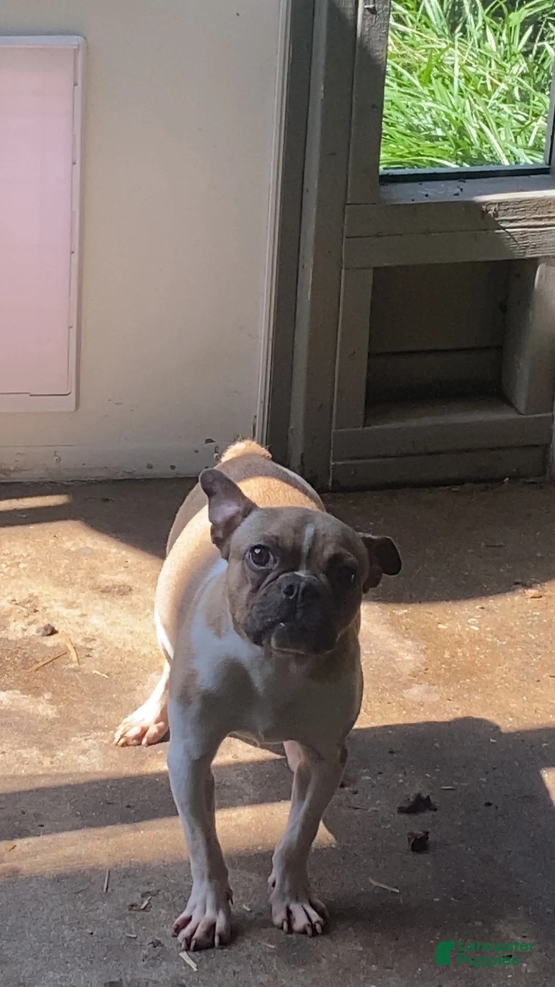 French Bulldog dogs for sale: French Bulldog 1 - Ad 2