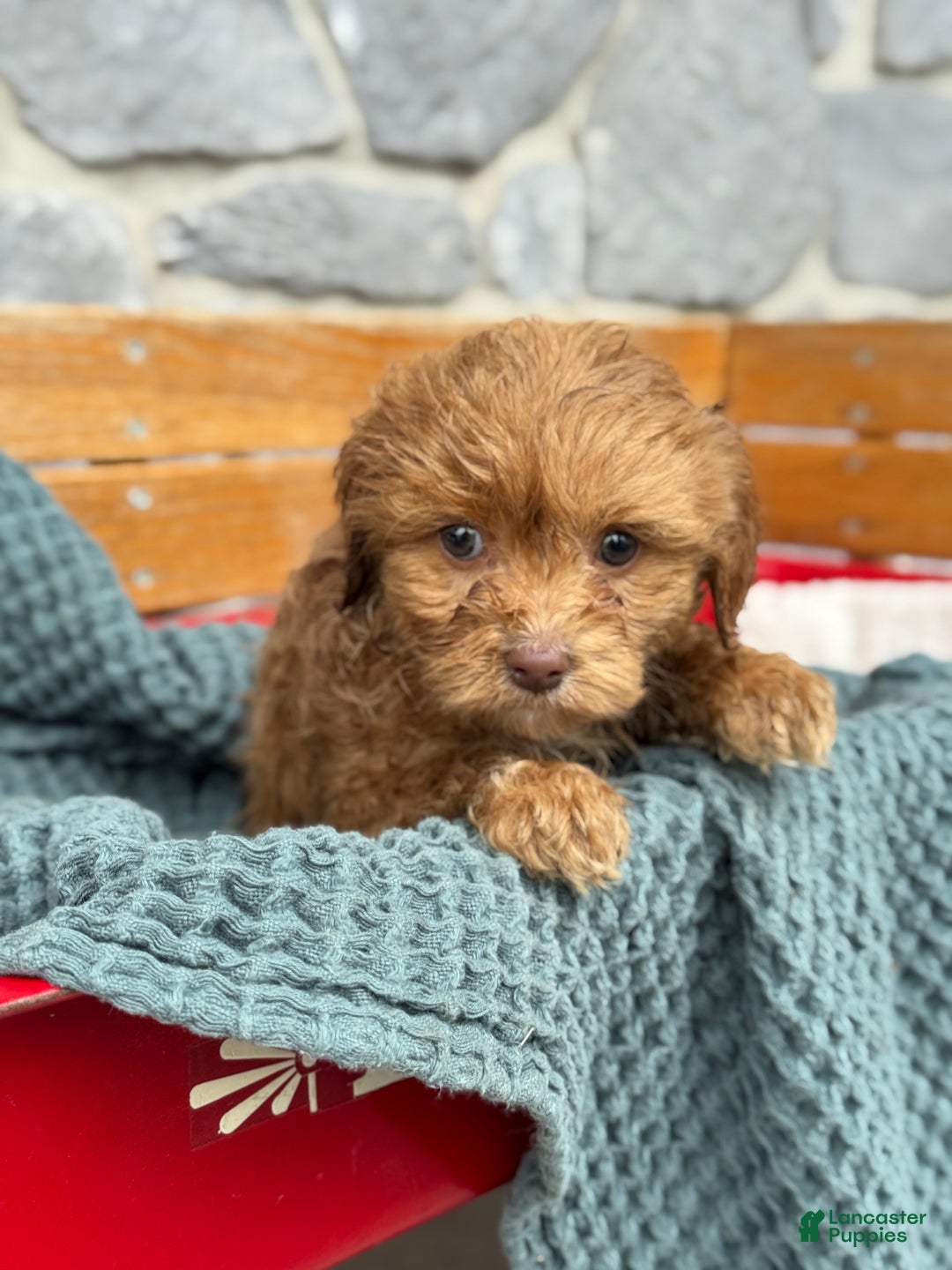 Cavapoo dogs for sale: Arlo - Ad 30