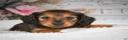 Miniature Dachshund dogs for sale: AKC-Daisy - Ad 7