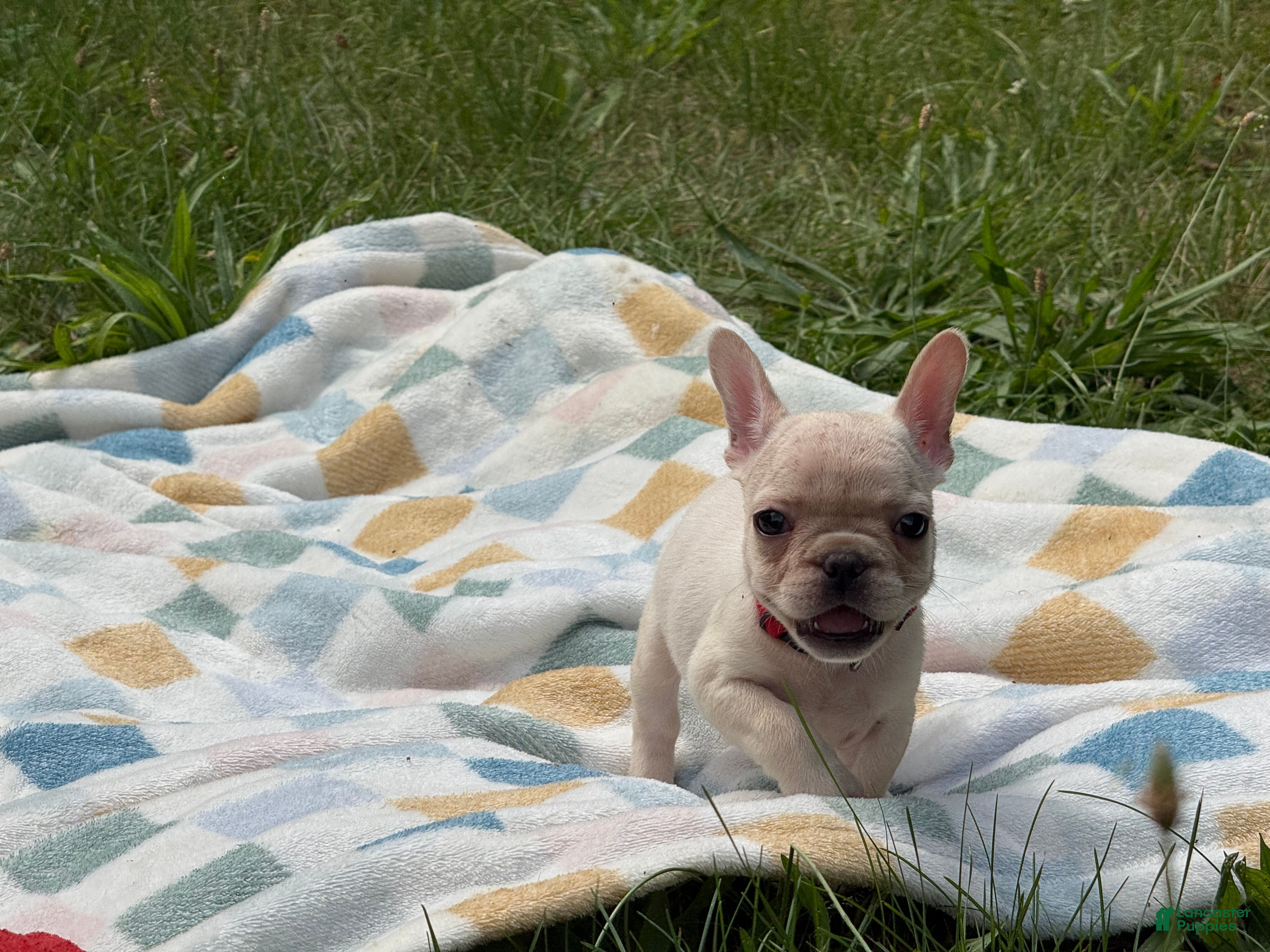 French Bulldog dogs Tiffany - Ad 8