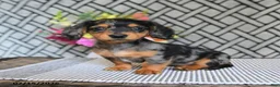 Miniature Dachshund dogs for sale: Oreo - Ad 1