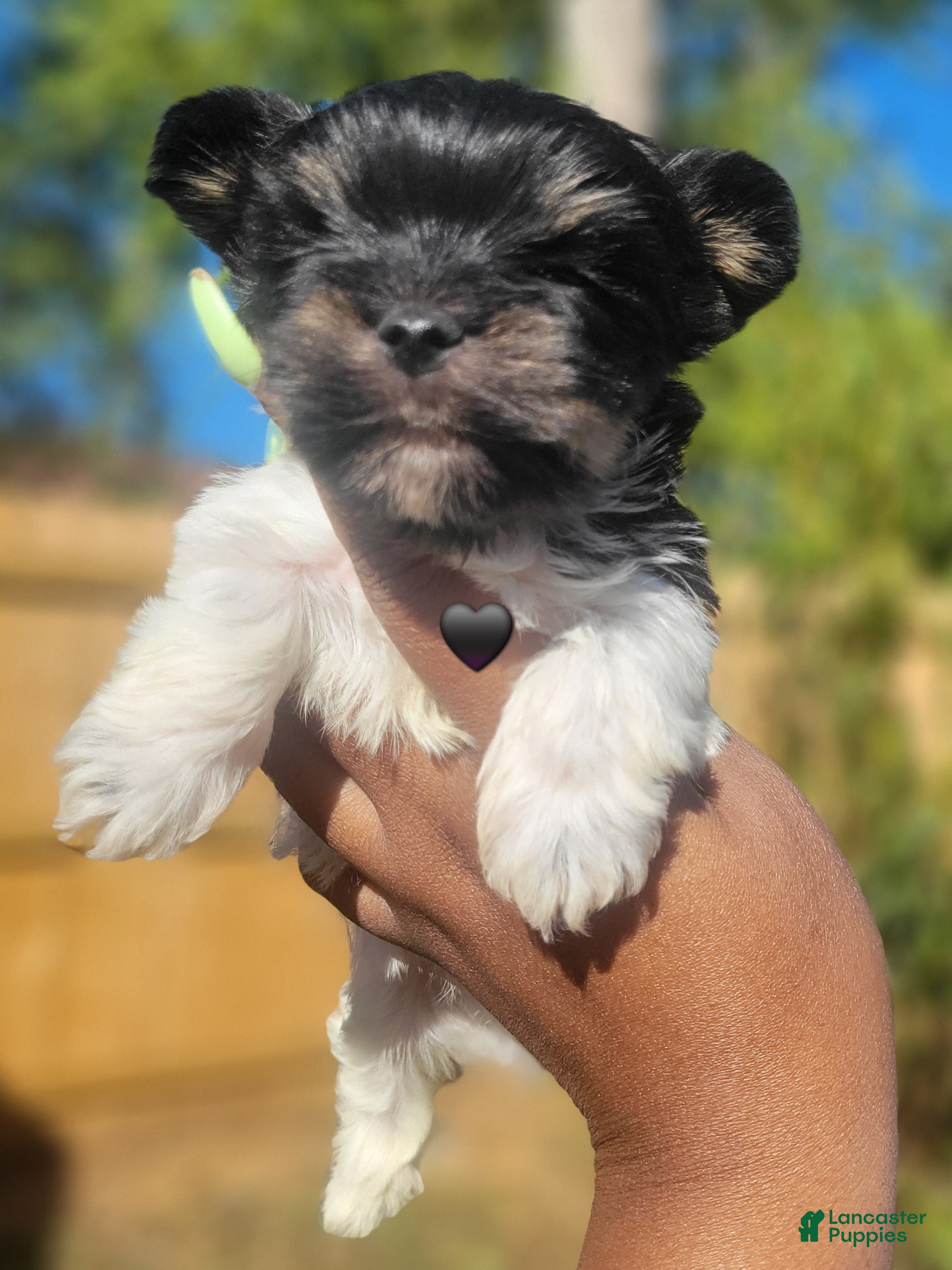 Yorkshire Terrier dogs for sale: Male - Ad 2