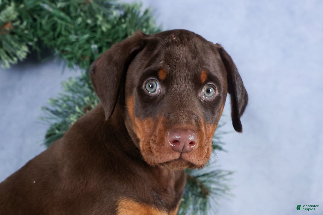 Doberman Pinscher dogs for sale: TASHA - Ad 9