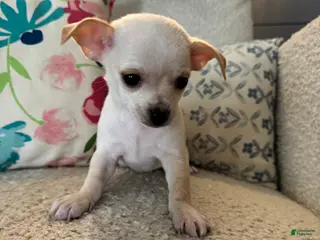 Chihuahua dogs Bo - Ad 30