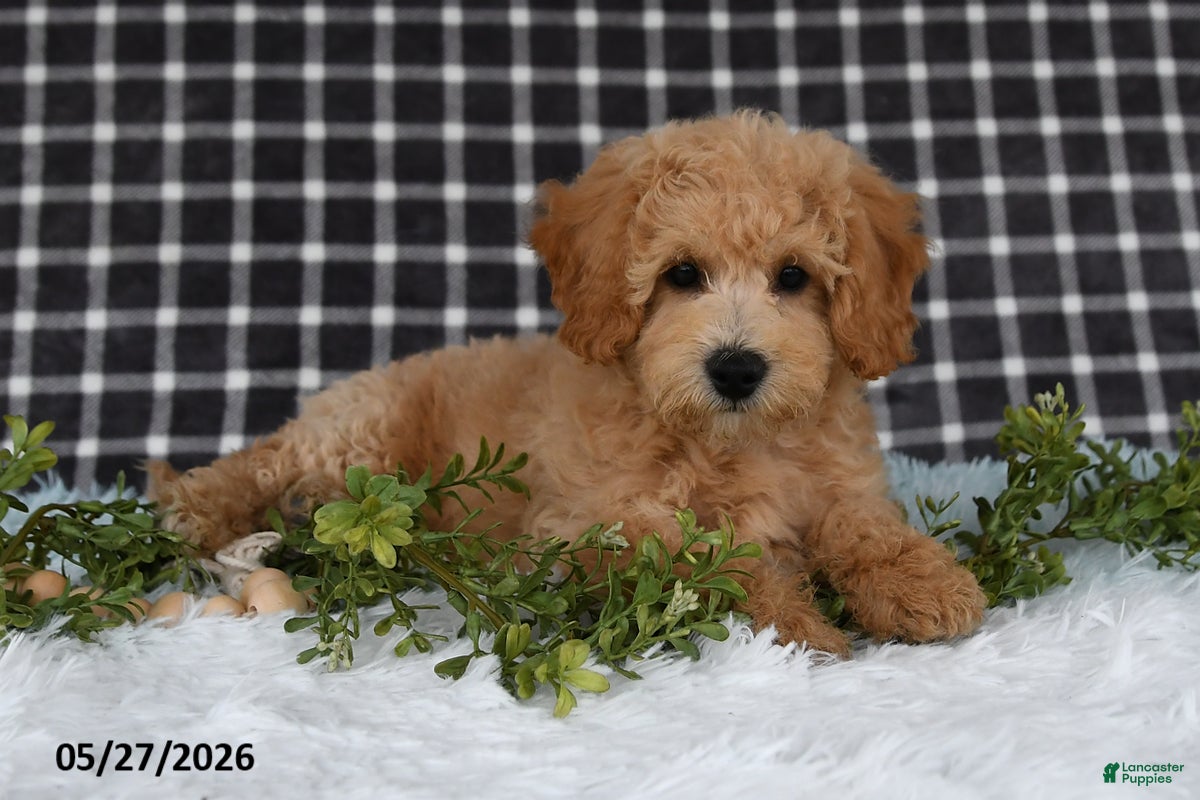 Bichpoo dogs Hero - Ad 1