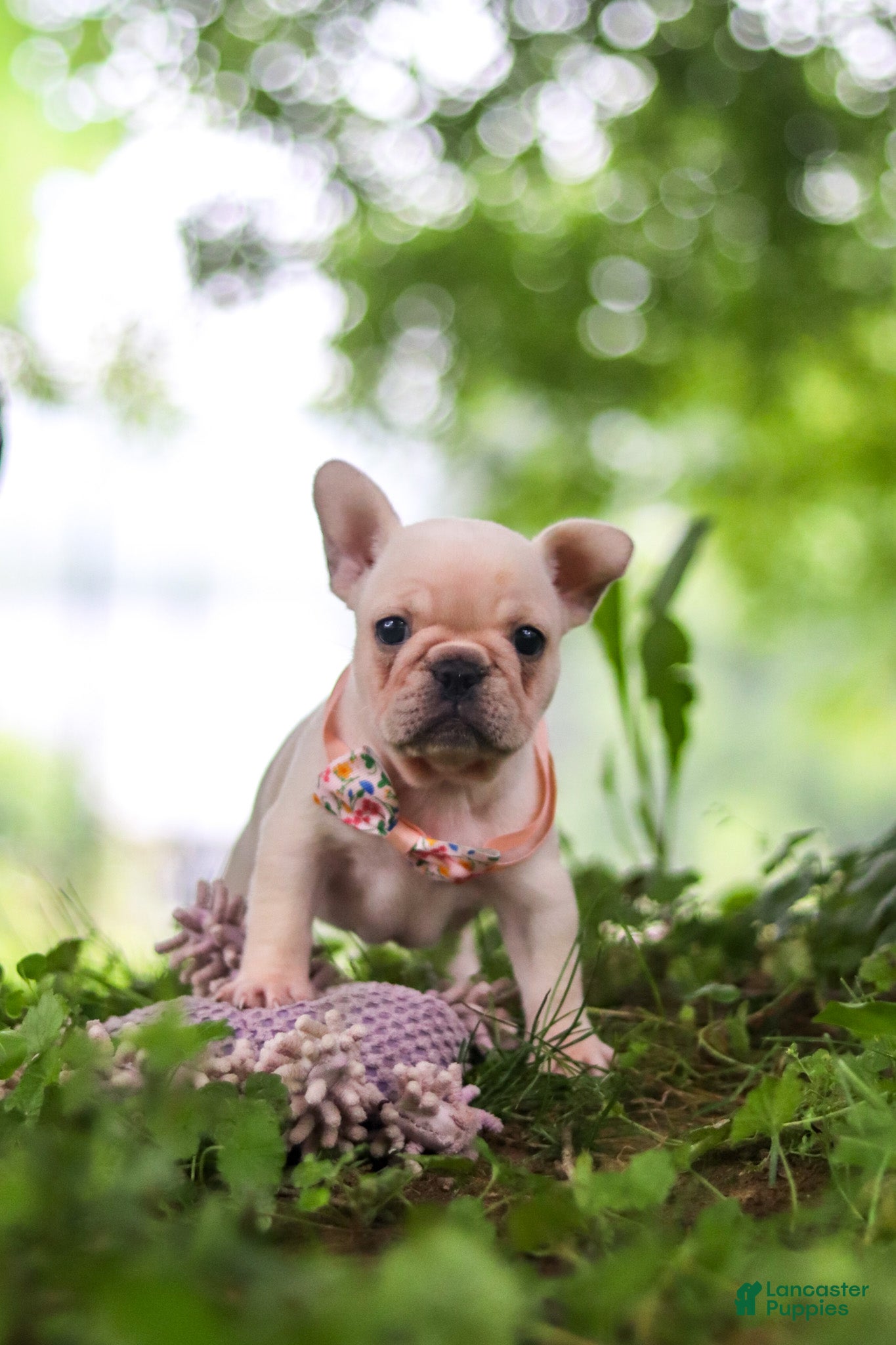 French Bulldog dogs Sophie - Ad 2