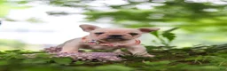 French Bulldog dogs for sale: Sophie - Ad 2