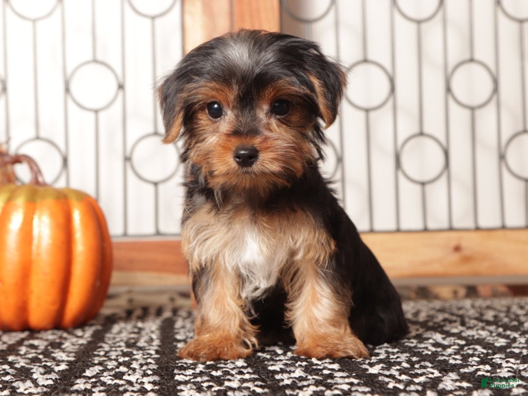 Yorkshire Terrier dogs for sale: Sassy - ACA Female Yorkie  - Ad 3