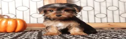Yorkshire Terrier dogs for sale: Sassy - ACA Female Yorkie  - Ad 3
