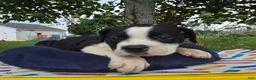 Olde English Bulldogge dogs for sale: Margaret - Ad 6