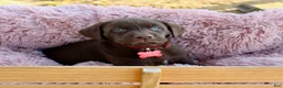 Labrador Retriever dogs for sale: Red Collar - Ad 1