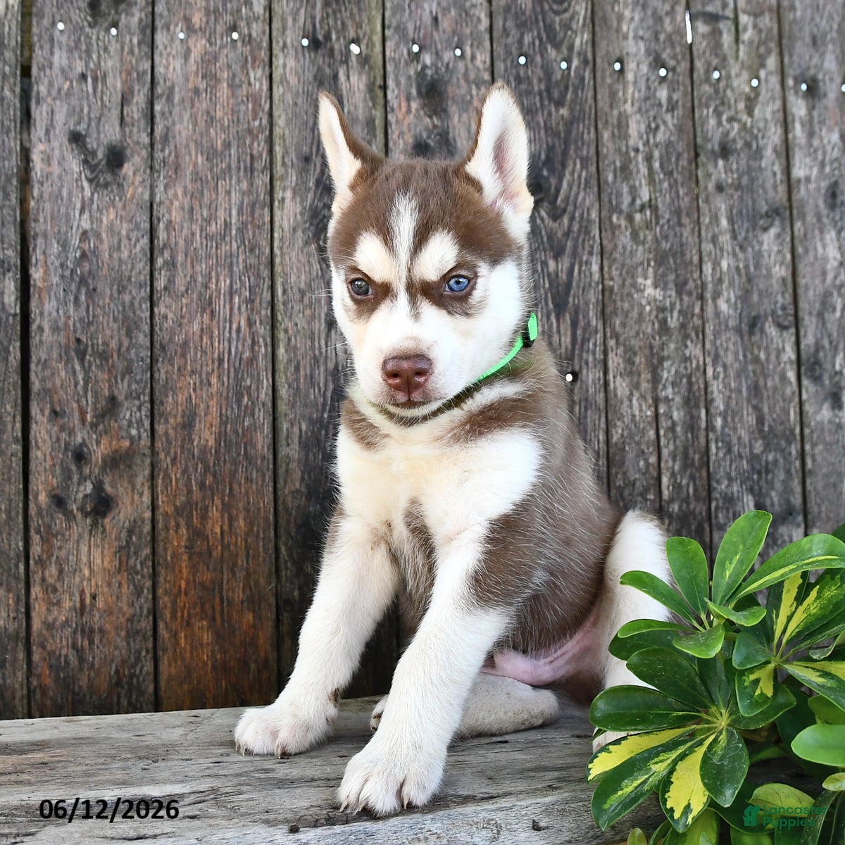Siberian Husky dogs Tucker - Ad 2