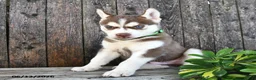 Siberian Husky dogs for sale: Tucker - Ad 2
