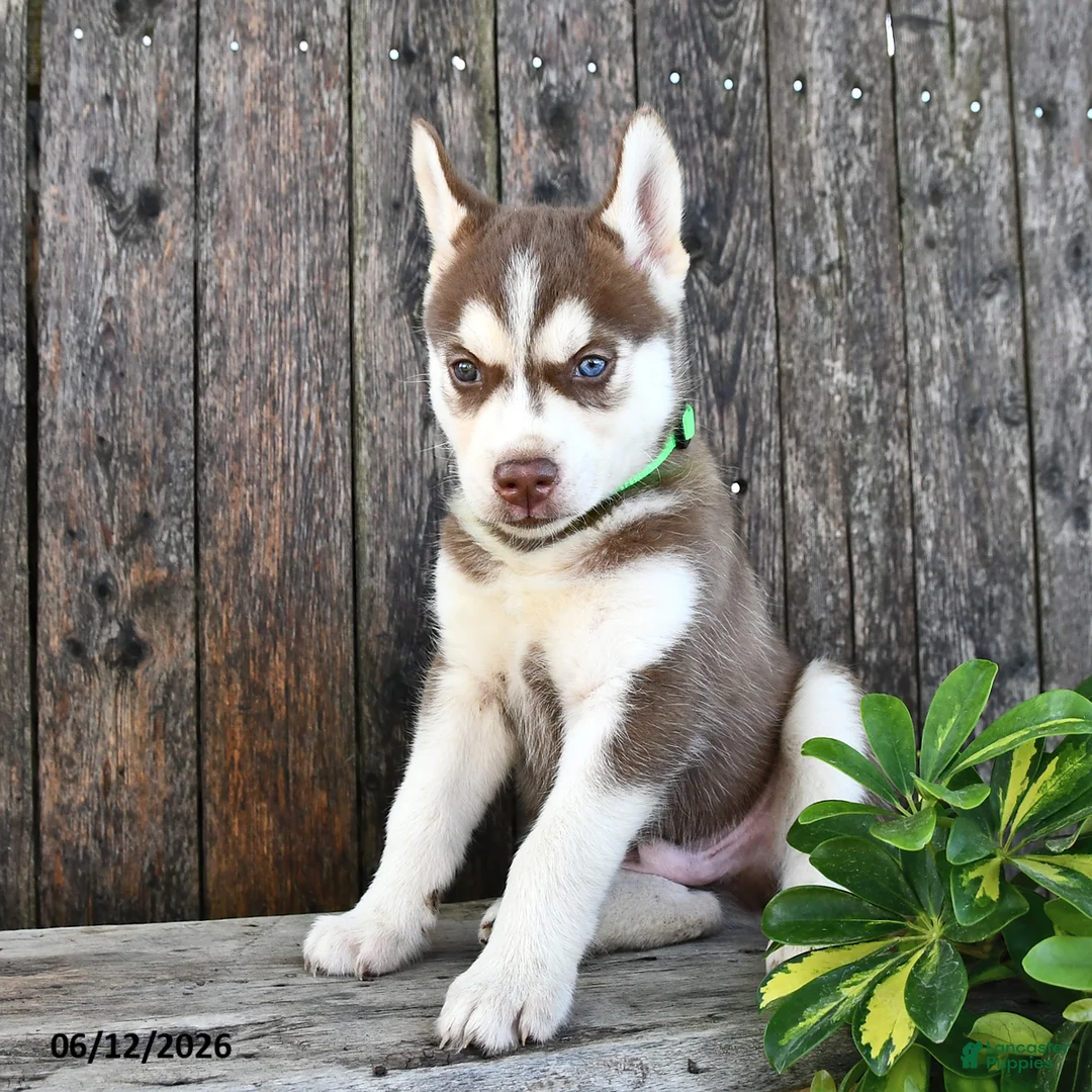 Siberian Husky dogs for sale: Tucker - Ad 2