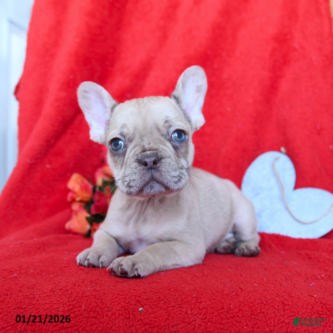 French Bulldog dogs for sale: Boston - Ad 4