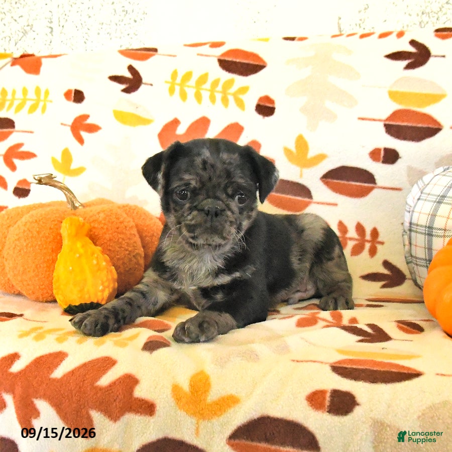 Pug dogs Chip - Ad 1