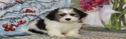 Havanese dogs for sale: Captain - Ad 3