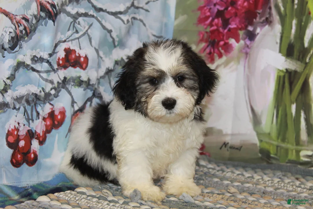 Havanese dogs for sale: Captain - Ad 3