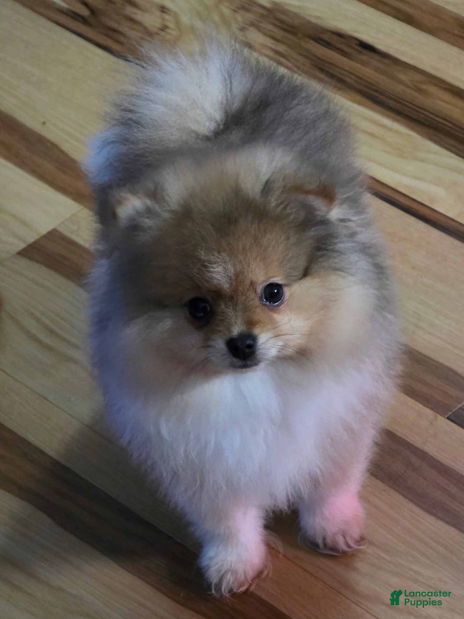 Pomeranian dogs Bo - Ad 12